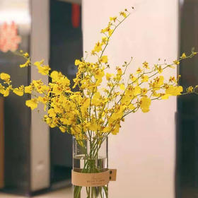 跳舞兰 10支/扎 以实物为准 云南基地发货（价格已包含包装费用） 运费以实际为准，多退少补。