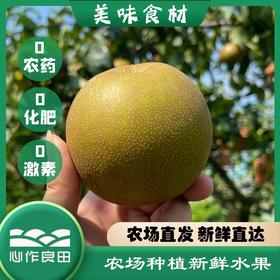 阿林纯天然原生态有机种植上海蜜梨2500g