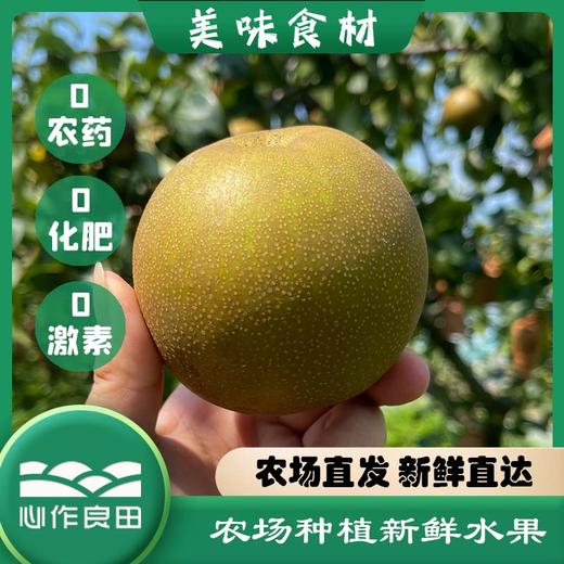 阿林纯天然原生态有机种植上海蜜梨2500g 商品图0