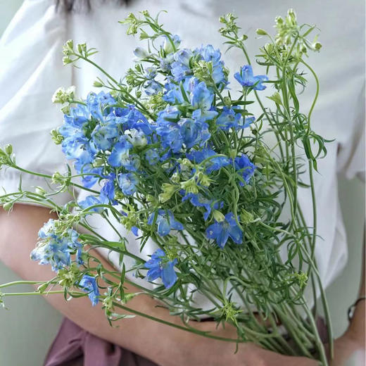 小飞燕 若干支/扎 以实物为准 云南基地发货（价格已包含包装费用） 运费以实际为准，多退少补。 商品图0