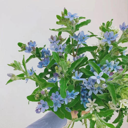 蓝星花 若干支/扎 /扎 以实物为准 云南基地发货（价格已包含包装费用） 运费以实际为准，多退少补。） 商品图0