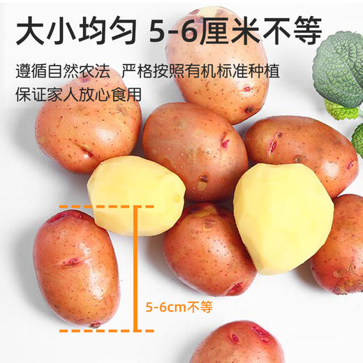 绿源禾心有机红皮土豆2.5kg/份 商品图1