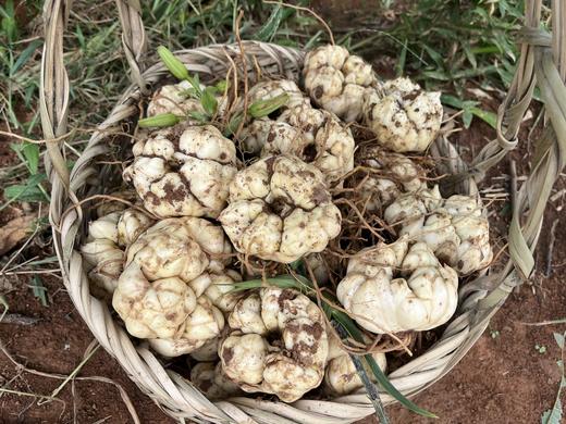 宜兴百合 超大果 现挖新鲜百合 片大饱满 现挖空运现发 商品图1