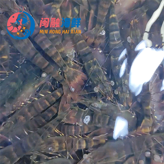 鲜活九节虾 /斤