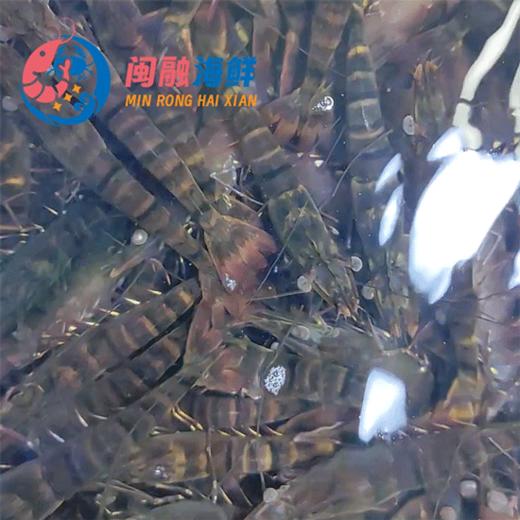 鲜活九节虾 /斤 商品图0