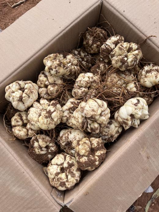 宜兴百合 超大果 现挖新鲜百合 片大饱满 现挖空运现发 商品图3