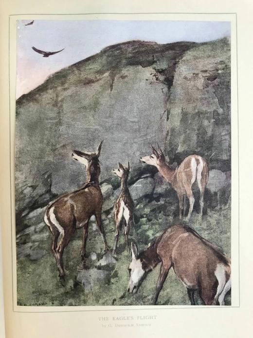 1919年 高地户外运动与自然史 50幅插图（多幅彩色手工贴图） 漆布精装16开 商品图6