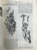1883-1884年 英国插图杂志 数百幅精美插图 漆布精装16开 商品缩略图14