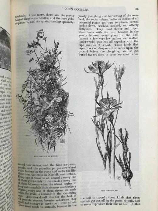 1883-1884年 英国插图杂志 数百幅精美插图 漆布精装16开 商品图14