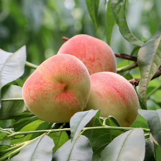 夏日鲜桃尝鲜  平谷水蜜桃 脆甜多汁  桃香味浓  礼盒装 平谷大桃 商品图2