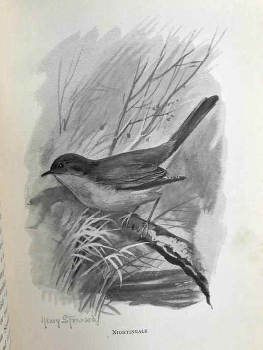 1897年 我们最爱的鸣禽 约37幅插图 漆布精装大32开 商品图13