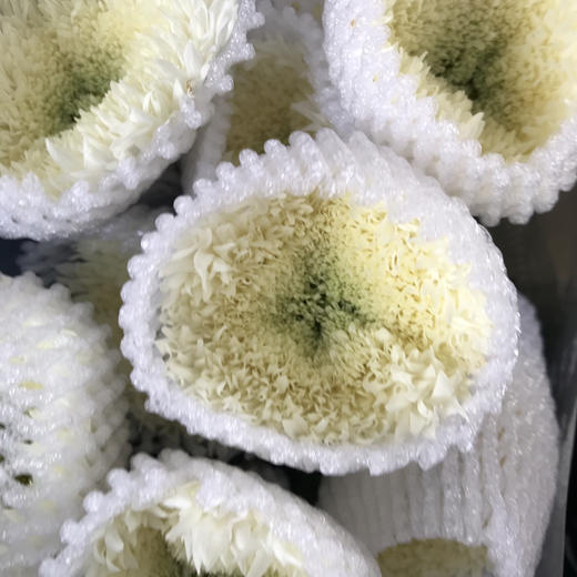 面包菊.白色 商品图0