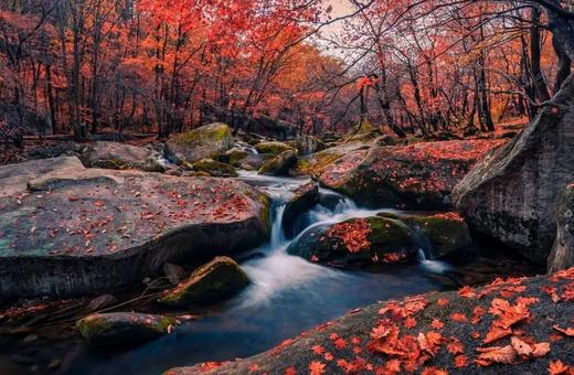 【订制团】辽宁本溪红叶、科尔沁五角枫、盘锦红海滩、沈阳故宫6天摄影团 商品图1