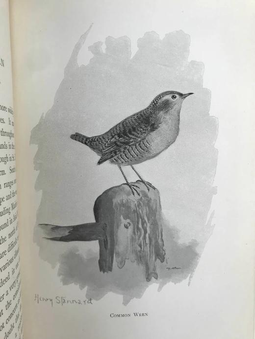 1897年 我们最爱的鸣禽 约37幅插图 漆布精装大32开 商品图6