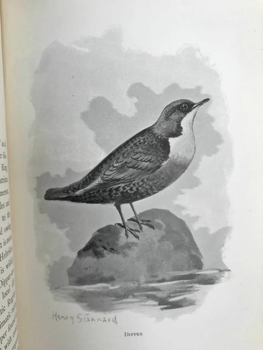 1897年 我们最爱的鸣禽 约37幅插图 漆布精装大32开 商品图7