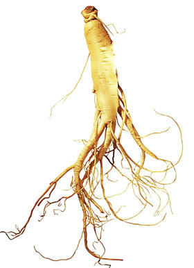 人参 精华。50 ml。