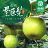 崇明翠冠梨 商品缩略图1