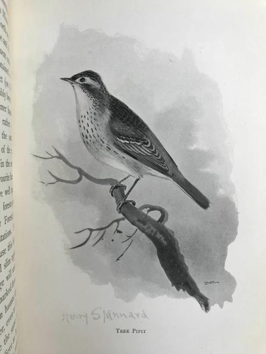 1897年 我们最爱的鸣禽 约37幅插图 漆布精装大32开 商品图5