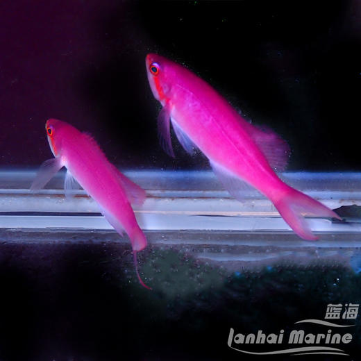 紫后 公 商品图6