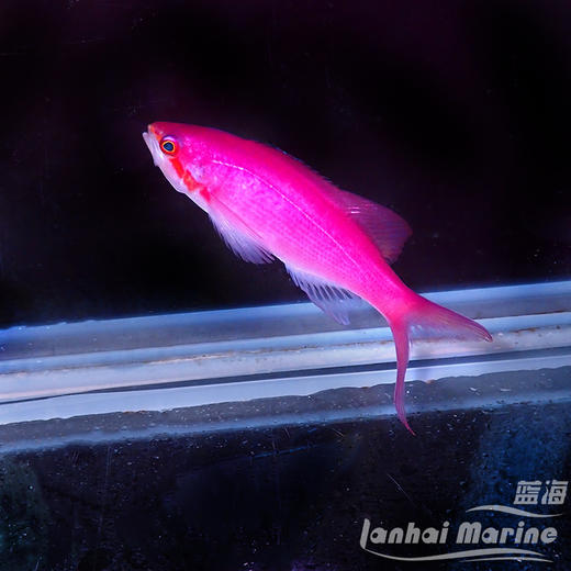 紫后 公 商品图4