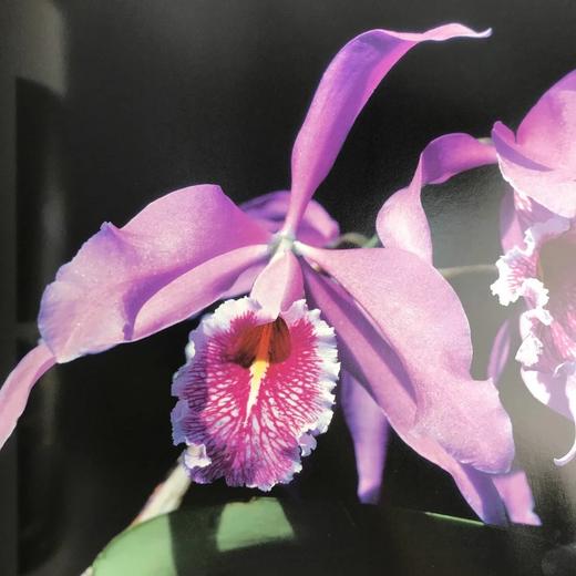 美国植物园图集 数百幅彩色插图 精装大16开 商品图7