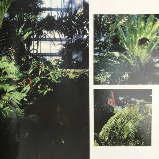 美国植物园图集 数百幅彩色插图 精装大16开 商品图9