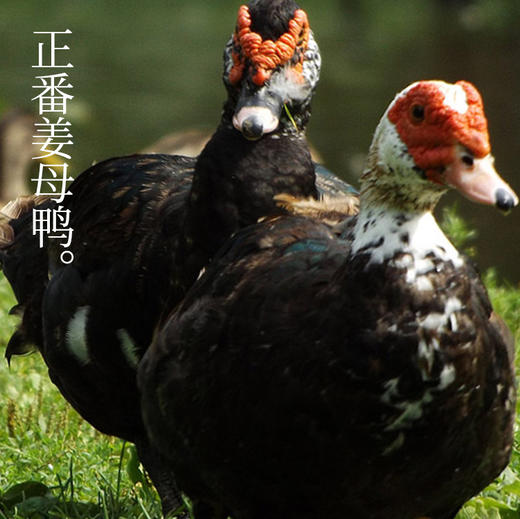 新品优惠 | 闽南正番姜母鸭 商品图2