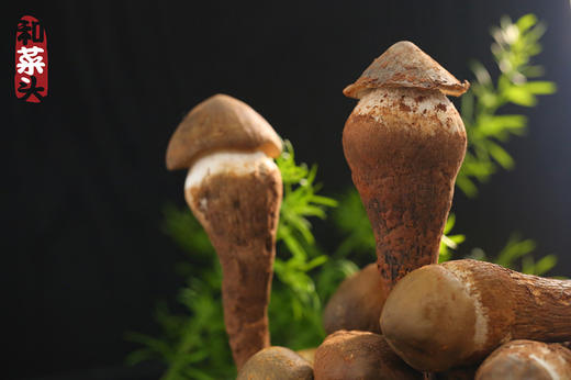 和菜头牌新鲜野生独株鲜鸡㙡 500克 商品图7