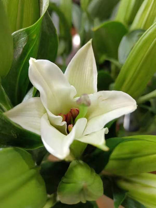 我永远会为了百合的美好而感到心动😍西伯利亚白百合，是中度香味，放在客厅每次路过都是若有似无但又不会太过浓郁！颜色清爽又简约！超适合夏天！一束2-3支，7-10个头 商品图1