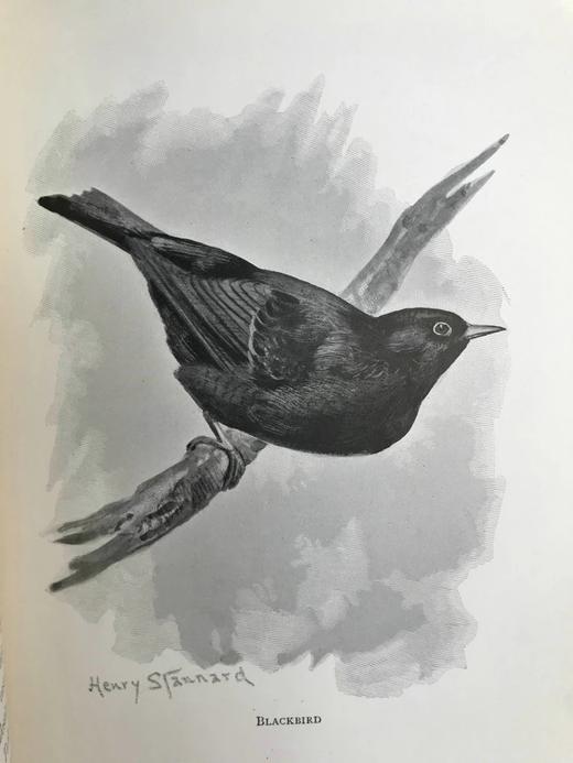 1897年 我们最爱的鸣禽 约37幅插图 漆布精装大32开 商品图9