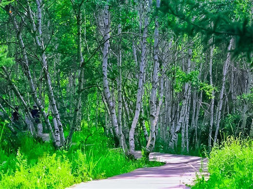 五一2日【坝上草原】坝上正确打开方式の摄影、骑马、篝火、烤全羊、卡拉OK 商品图8