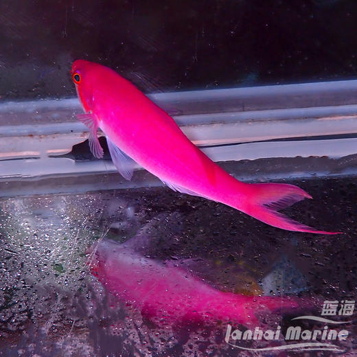 紫后 公 商品图7