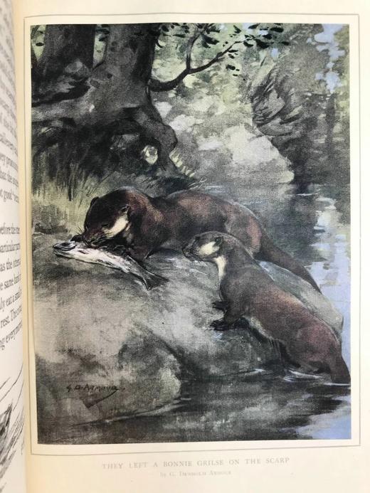 1919年 高地户外运动与自然史 50幅插图（多幅彩色手工贴图） 漆布精装16开 商品图8