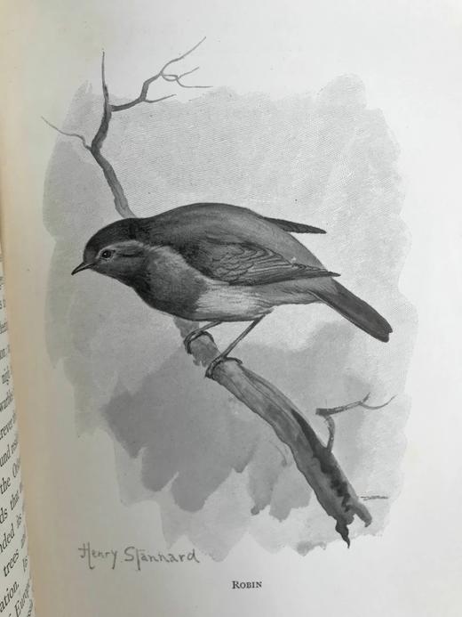 1897年 我们最爱的鸣禽 约37幅插图 漆布精装大32开 商品图12