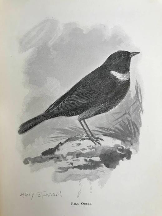 1897年 我们最爱的鸣禽 约37幅插图 漆布精装大32开 商品图8