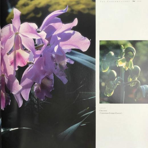 美国植物园图集 数百幅彩色插图 精装大16开 商品图6