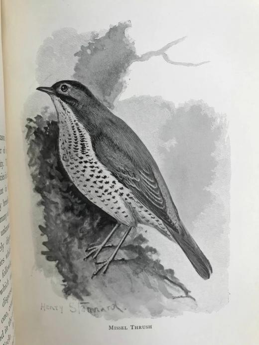 1897年 我们最爱的鸣禽 约37幅插图 漆布精装大32开 商品图10