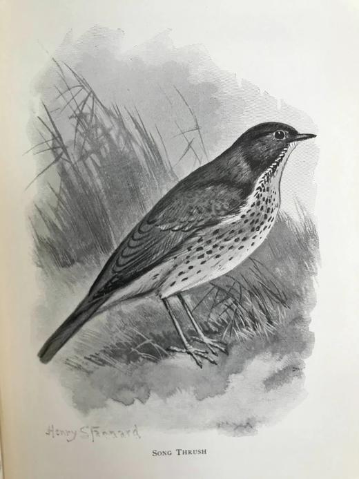 1897年 我们最爱的鸣禽 约37幅插图 漆布精装大32开 商品图11