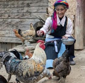 藏香鸡土鸡蛋/藏香鸡土鸡