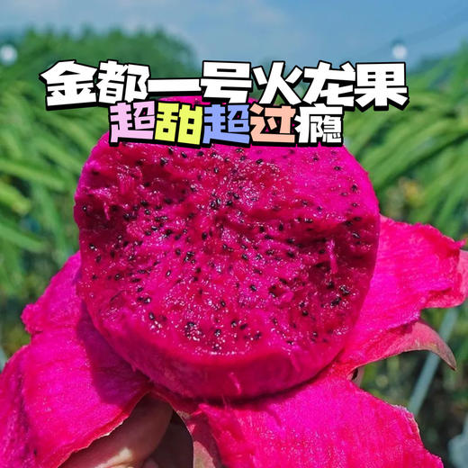 金都一号火龙果丨糖度高达20+❗ |大口咬全是肉😋口感甜蜜多汁从舌尖甜入心头，超甜超过瘾💥谁谁谁能拒绝‼ 商品图1