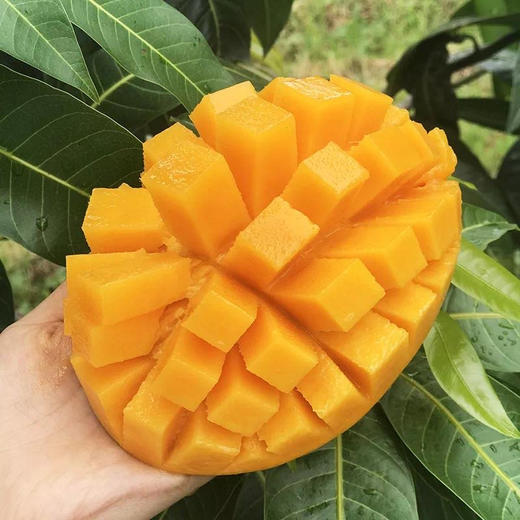 芒果界的“巨无霸”‼比脸大の「攀枝花·老树凯特芒果」 商品图1