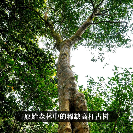 【象牙塘望天树】易武大火山头稀缺高杆资源福利价体验高杆古树茶的魅力好茶只招待骨灰级懂茶人 商品图6