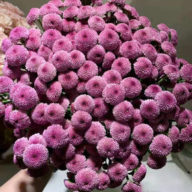 小菊 棉花粉 10支/扎 颜色深浅略有差异 以实物为准 云南基地发货（价格已包含包装费用）