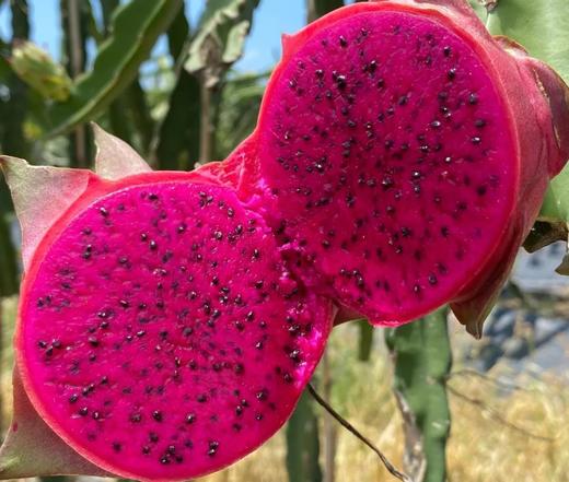 金都一号火龙果丨糖度高达20+❗ |大口咬全是肉😋口感甜蜜多汁从舌尖甜入心头，超甜超过瘾💥谁谁谁能拒绝‼ 商品图4