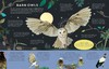 四周的鸟类 英文原版 There are Birds Everywhere 精装艺术插画绘本 自然知识科普 6岁以上 进口儿童图书 商品缩略图3