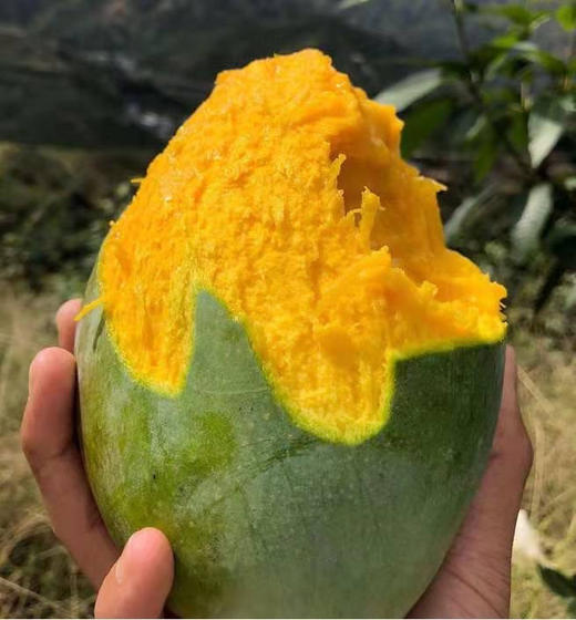 芒果界的“巨无霸”‼比脸大の「攀枝花·老树凯特芒果」 商品图2