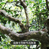 【野生古树茶】2023年临沧千年野生古树茶首采开采高额补贴只属于少数老茶客的私房茶 商品缩略图5