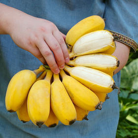 【正宗福建苹果蕉】糯叽叽、胖嘟嘟🍌的原生态“苹果蕉” 💥爆红网络的蕉中贵族