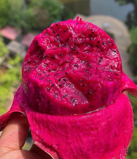 金都一号火龙果丨糖度高达20+❗ |大口咬全是肉😋口感甜蜜多汁从舌尖甜入心头，超甜超过瘾💥谁谁谁能拒绝‼