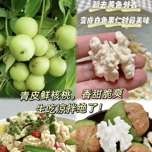 周二配送！新鲜核桃与干核桃相比具有香，脆，甜，不油，不膩
特点：蛋白质和氨基酸等营养物质能更好的保存，新鲜嫩脆，吃起来特别香，很多孕妇喜欢吃。家里有孕妇，小宝宝，老人的吃它准没错！3斤网兜装！送核桃夹 商品图3